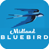 Midland Bluebird